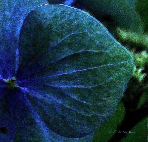 Bois des Moutiers  (97) Summer 2012